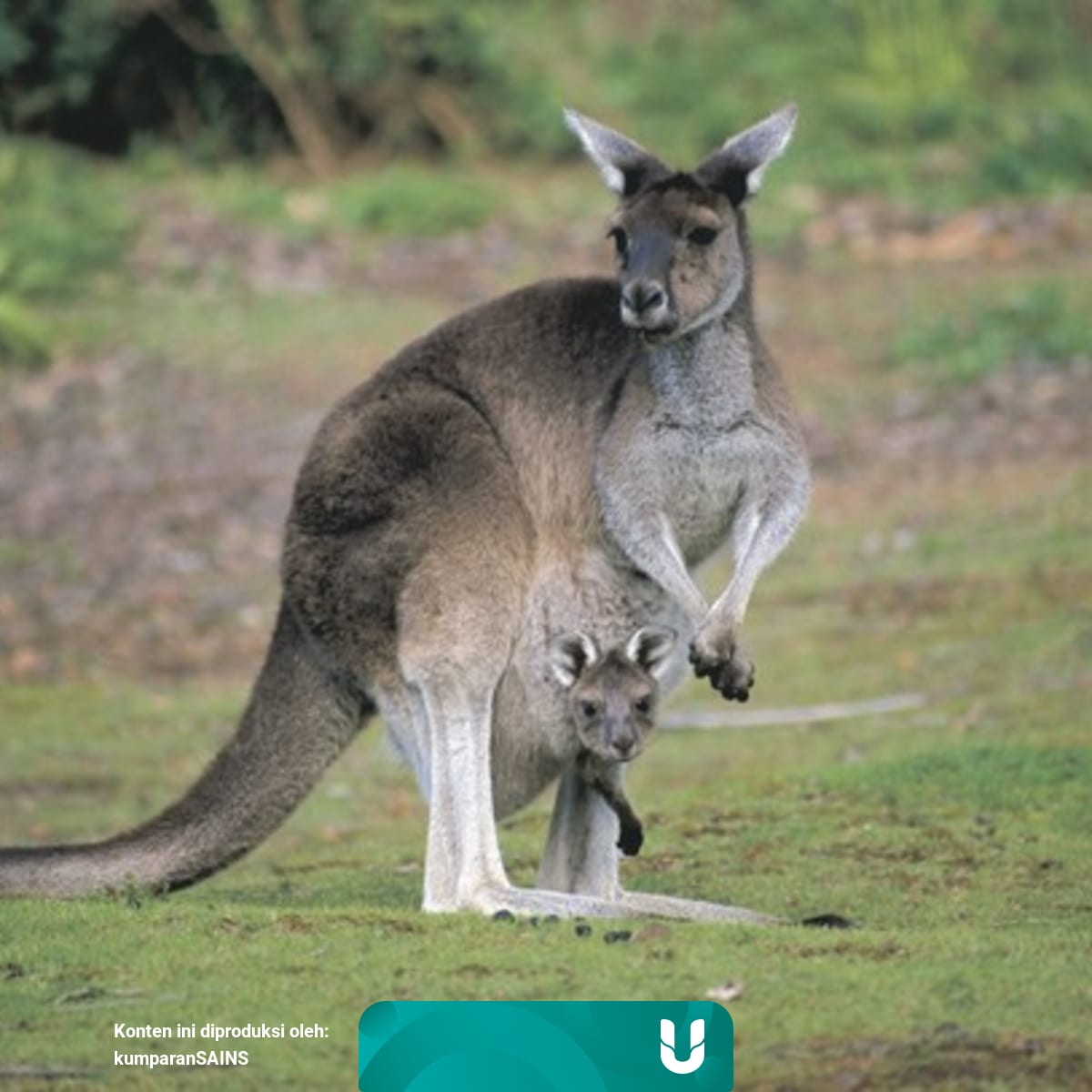 Haiwan Apakah Yang Membawa Di Dalam Kantung Selain Kanggaro - malayexpa